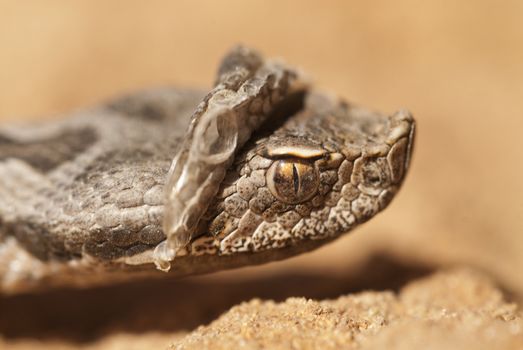 Portrait of a snout viper changing its skin, Vipera latastei, A Lataste's Viper