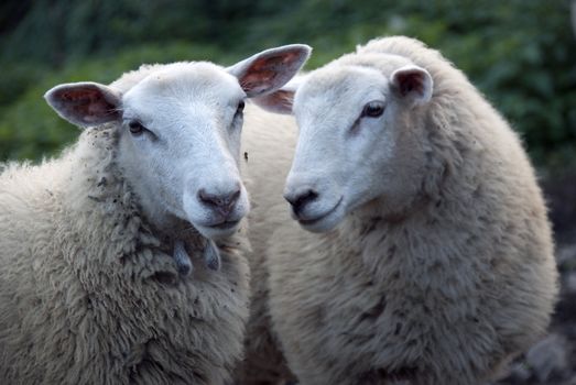 Portrait of sheep with wool