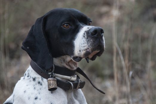 Hunting dog, pointer breed, pointing