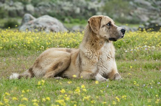 Portrait of sheepdog in a meadow, breed Mastin