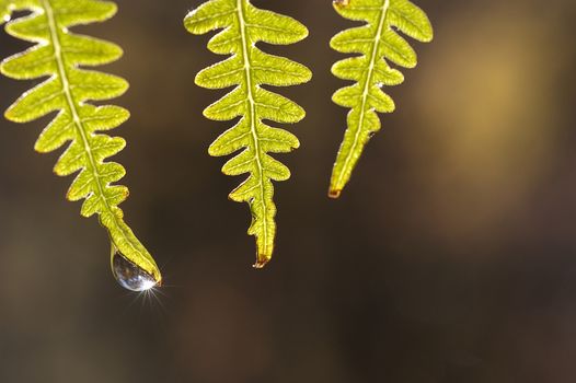 Water drop on ferns at dawn, backlight