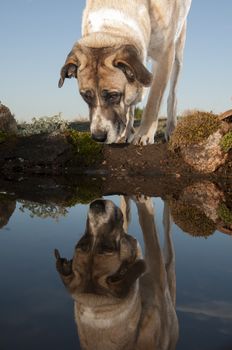 Portrait of sheepdog reflected in the water, Mastin breed