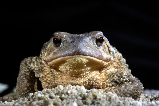 common toad bufo bufo, amphibian