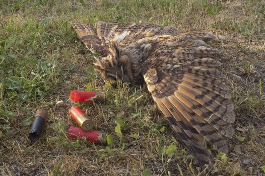 Wild european long-eared owl, Asio otus, killed by shotgun shots