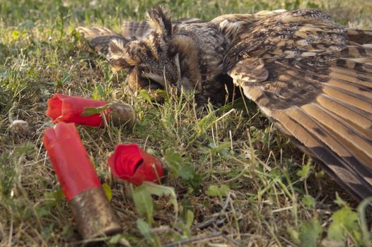 Wild european long-eared owl, Asio otus, killed by shotgun shots