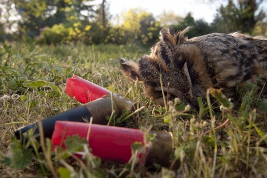 Wild european long-eared owl, Asio otus, killed by shotgun shots