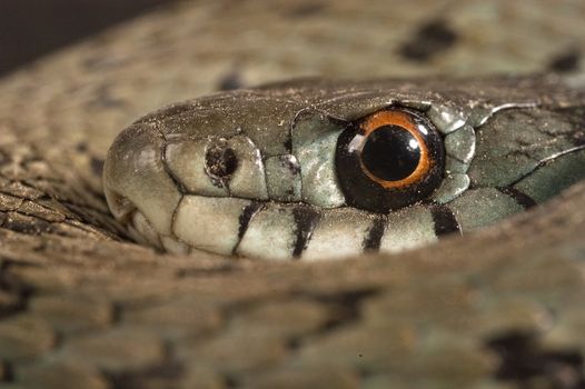 Grass Snake (Natrix natrix), eye, necklace