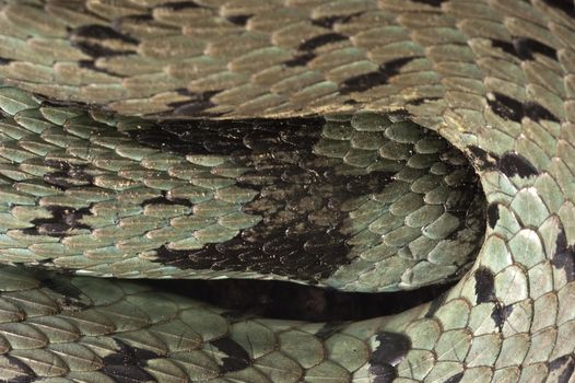 Grass Snake (Natrix natrix), eye, necklace