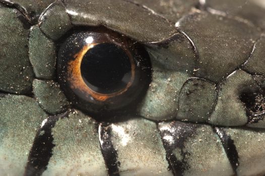 Grass Snake (Natrix natrix), eye, necklace