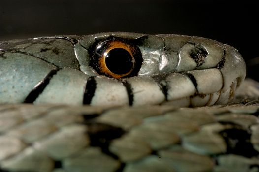 Grass Snake (Natrix natrix), eye, necklace