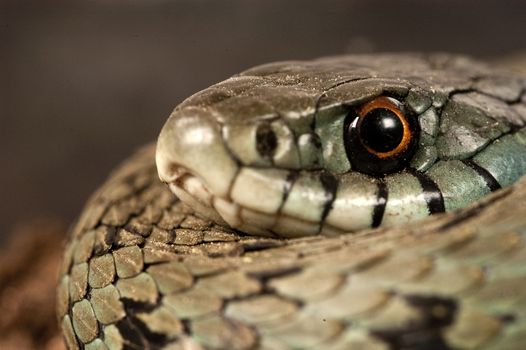 Grass Snake (Natrix natrix), eye, necklace