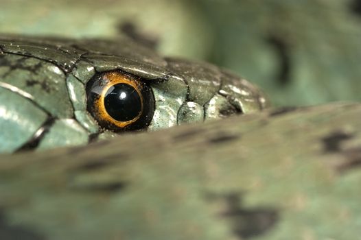 Grass Snake (Natrix natrix), eye, necklace