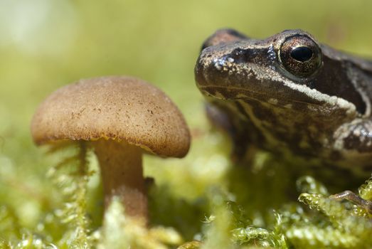 Iberian frog (Rana iberica) leggy frog