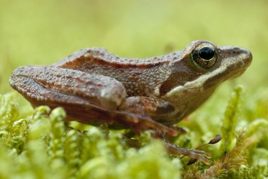 Iberian frog (Rana iberica) leggy frog