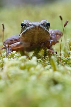 Iberian frog (Rana iberica) leggy frog