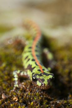 Pygmy marbled newt (Triturus pygmaeus), amphibian