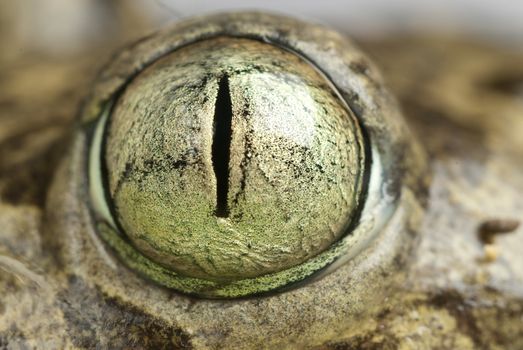 Spadefoot toad, Pelobates cultripes, amphibian