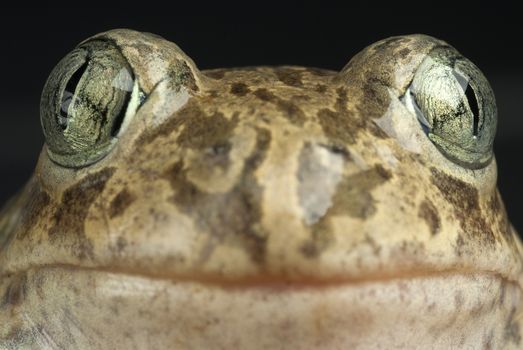 Spadefoot toad, Pelobates cultripes, amphibian