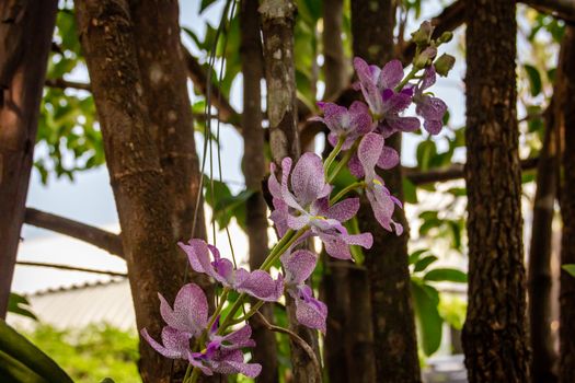 Purple orchid is a bunch