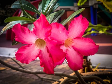 Closeup pink azalea flowers on dark background