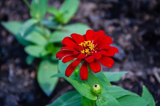 Red flowers blurred background