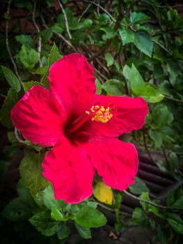 Closeup Red hibiscus flowers