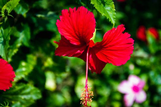 Closeup Red hibiscus flowers