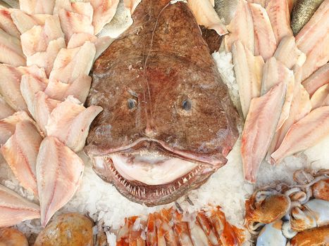 Fresh fish at the fish market stall, in the center a large monkfish