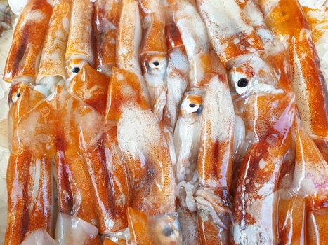 Fresh squid "Totani" on ice for sale, Fish local market stall with fresh seafood