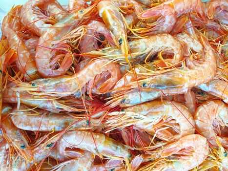 Red argentine shrimps on ice for sale, Fish local market stall with fresh and defrost seafood