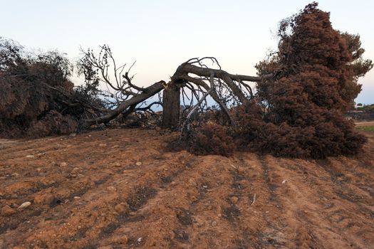 Burnt pine tree after a large fire in Mati, Greece.