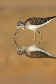 Common Greenshank, Tringa nebularia, Looking for food in the water at sunset