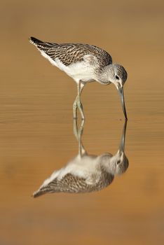 Common Greenshank, Tringa nebularia, Looking for food in the water at sunset