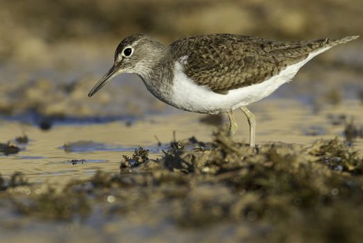 Common sandpiper - Actitis hypoleucos Looking for food in the water and mud