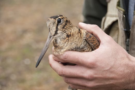 Eurasian woodcock, Scolopax rusticola, in the hands of an ornithologis