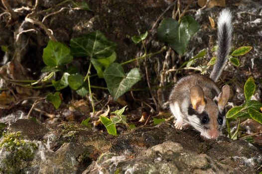 Garden Dormouse, Eliomys Quercinus, Looking for food in the countryside
