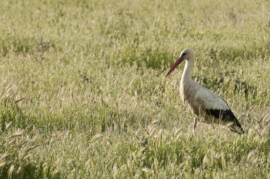 White stork (Ciconia ciconia) on the meadow in spring