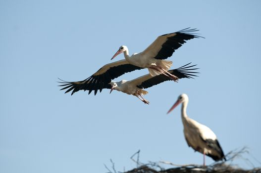 White stork in flight (Ciconia ciconia)