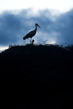 White stork in its nest at sunset (Ciconia ciconia)