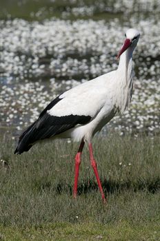 White stork (Ciconia ciconia) on the water in spring