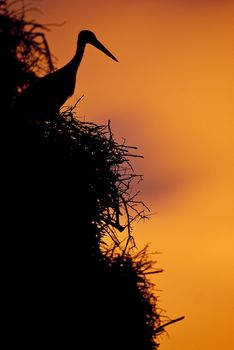 White stork in its nest at sunset (Ciconia ciconia)