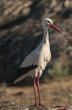 White stork standing on the rocks (Ciconia ciconia)