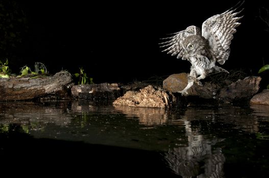 Athene noctua owl, Little Owl, perched on a rock at night, in flight, with reflection in the water
