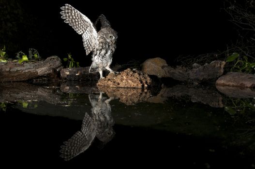 Athene noctua owl, Little Owl, perched on a rock at night, in flight, with reflection in the water
