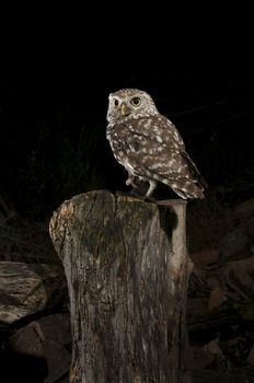 Athene noctua owl, perched on stick of an old ruined house, Little Owl