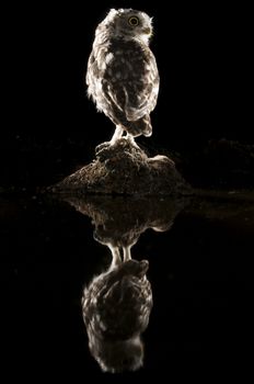 Athene noctua owl, perched on a rock at night, with reflection in the water, Little Owl