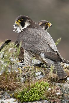 Peregrine falcon on the rock. Bird of prey, Couple sharing their prey, a Dove, Falco peregrinus