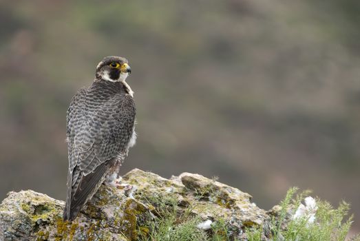 Peregrine falcon on the rock. Bird of prey, Male portrait, Falco peregrinus