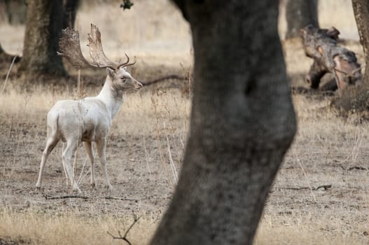Fallow Deers, Dama dama, Spain, Albino, rare white