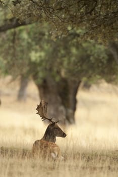 Fallow Deers, Dama dama, Spain